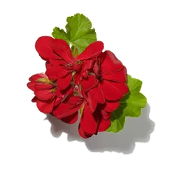 Géranium
