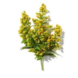 Immortelle