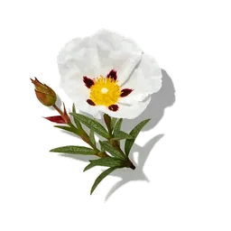 Ciste labdanum