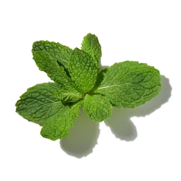 Menthe