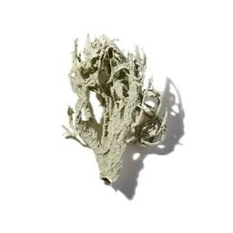 Mousse de chêne
