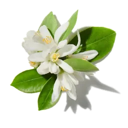 Fleur d'oranger