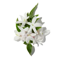 Jasmin