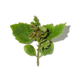 Patchouli