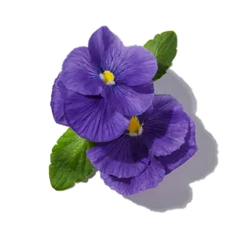 Violette